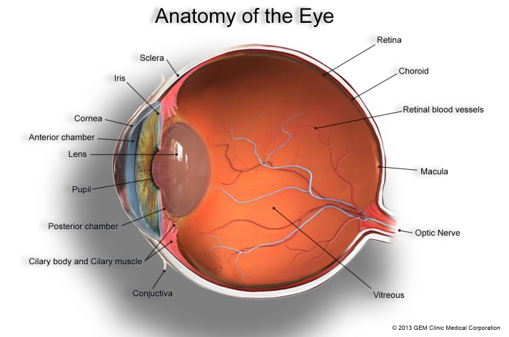 anterior eye anatomy diagram